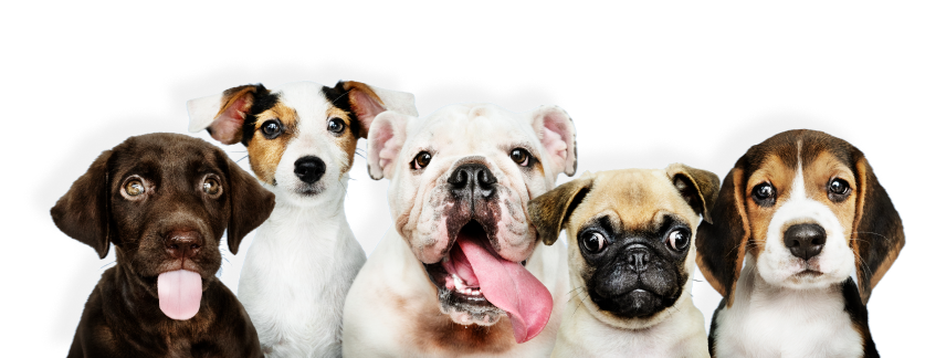 pets image